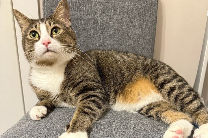 到了宋代,貓正式從「捕鼠工具」變成「家庭成員」,地位不比現代差。圖/取自貓咪福福說微博