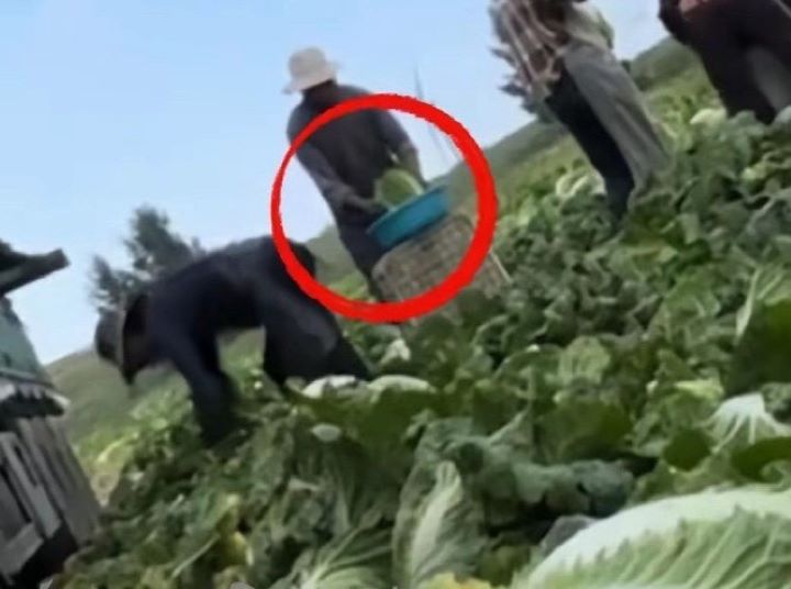 「漁獵齊哥」影片顯示,在康保縣屯墾鎮,有收購商在白菜裝車運輸前,將白菜沾取甲醛溶液。圖/取自漁獵齊哥影片