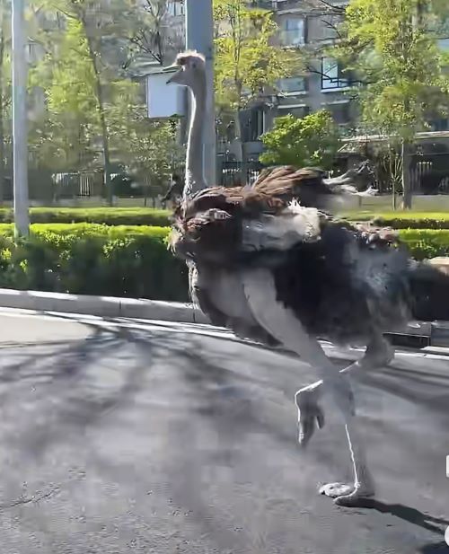 鴕鳥是現今世界最大的鳥類,奔跑在北京亦莊街頭,橫衝直撞的威力,不下於無人控制的車輛。圖/取自新京報影片