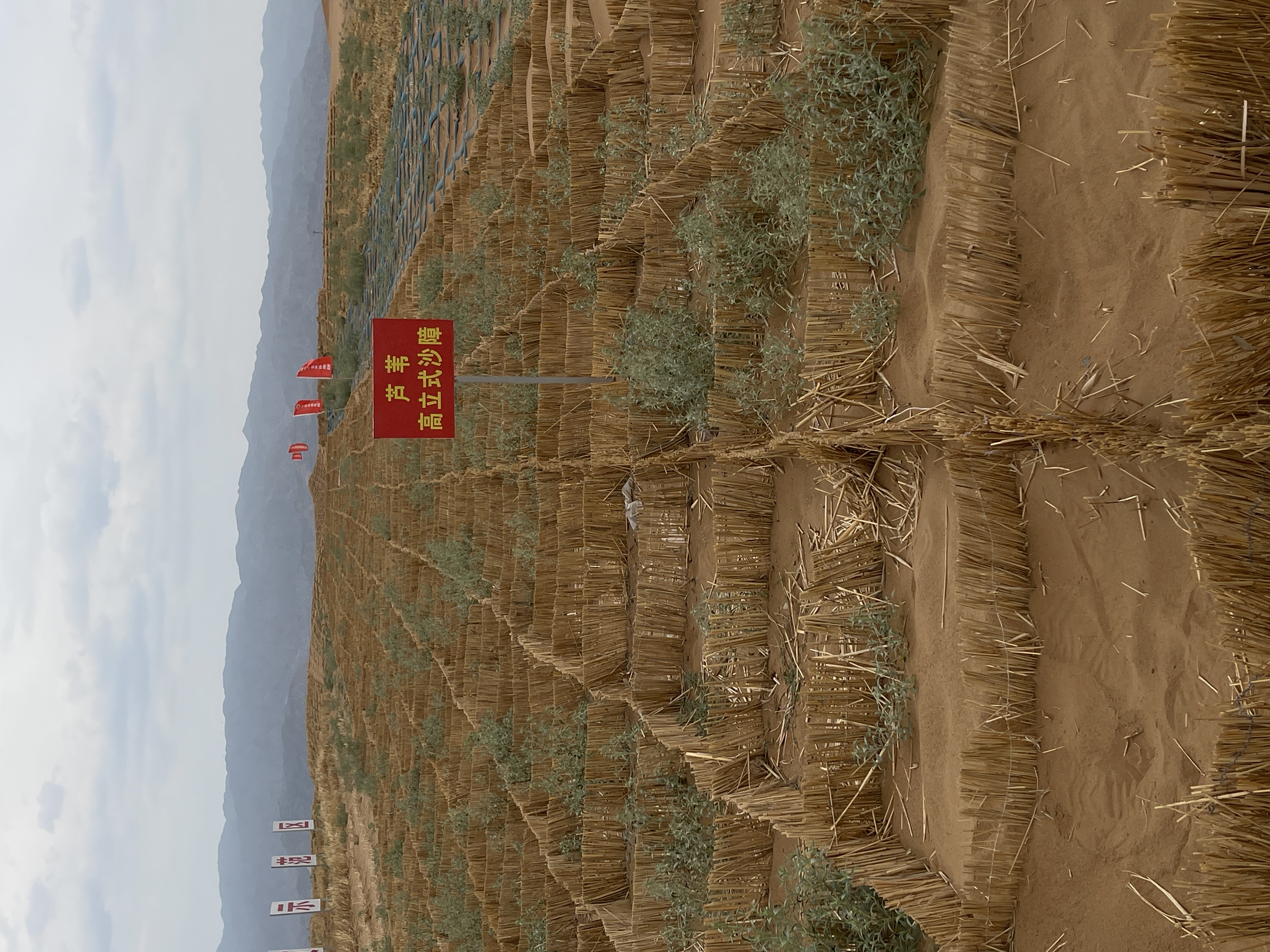 在沙漠種出綠植，還能加高擋沙的高度。圖/陳素貞攝
