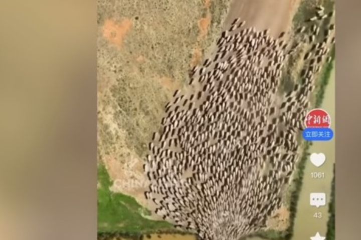 一隻訓練得當的邊牧，能輕鬆管理2,000至3,000隻羊。圖/取自中新網