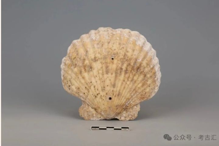 墓葬出土材料的來源也引起考古界關注。研究推測,扇貝可能來自黃渤海地區。圖/取自考古匯公眾號