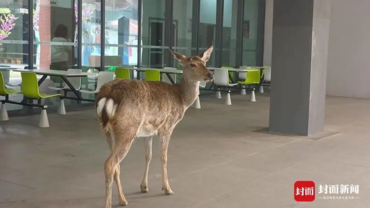  德陽廣漢中學梅花鹿「呦呦」在食堂閒逛。圖/取自封面新聞