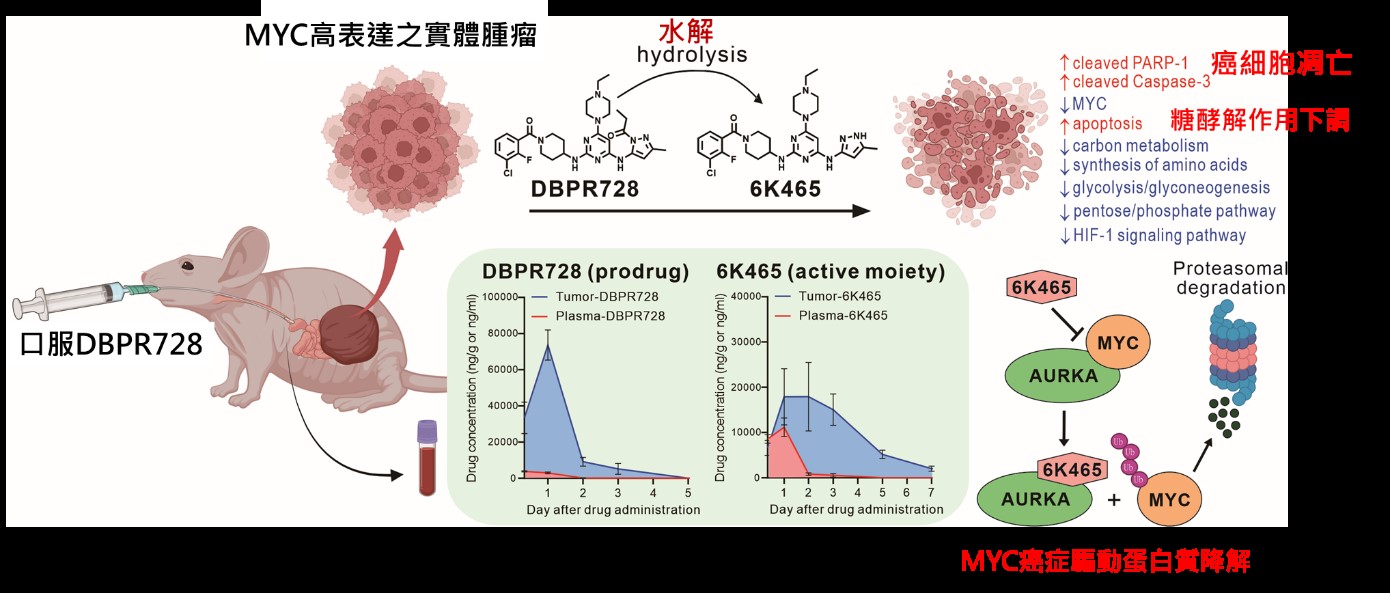 國衛院生技與藥物研究所發現了可促進腫瘤內的MYC癌症驅動蛋白質降解，抑制腫瘤進行糖酵解作用，使癌細胞死亡的藥物。圖/取自衛福部網站