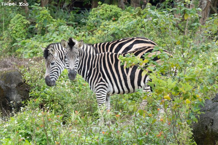 台北市立動物園照養的查普曼斑馬屬於平原斑馬的亞種。圖/台北市立動物園提供