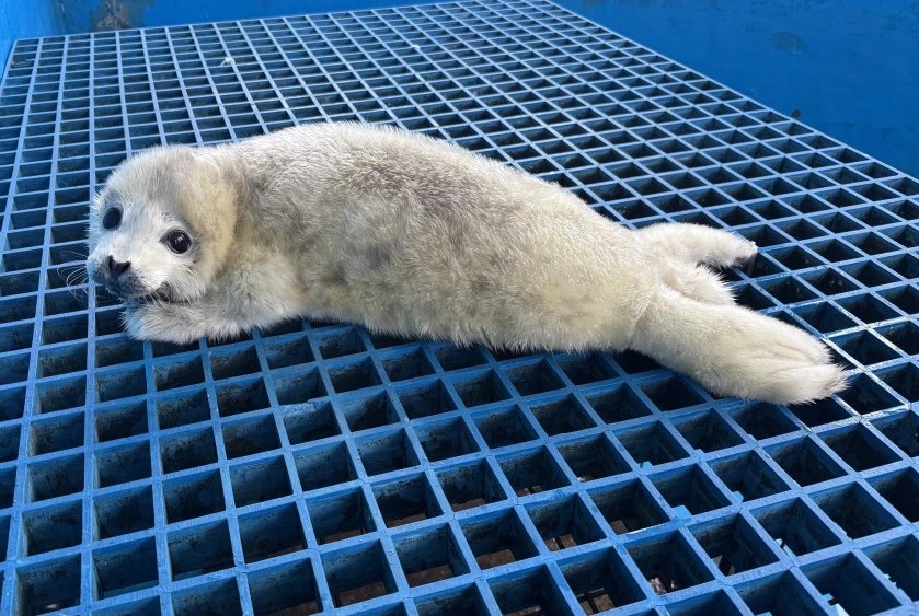  斑海豹寶寶「傳承」，未來有機會被放歸海洋。圖/取自新華社