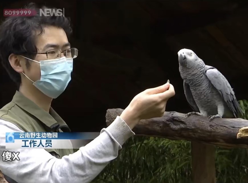 雲南野生動物園一隻名為「小灰」的非洲灰鸚鵡因對遊客打招呼時突然爆出粗口，引發網路熱議。圖/取自微博影片