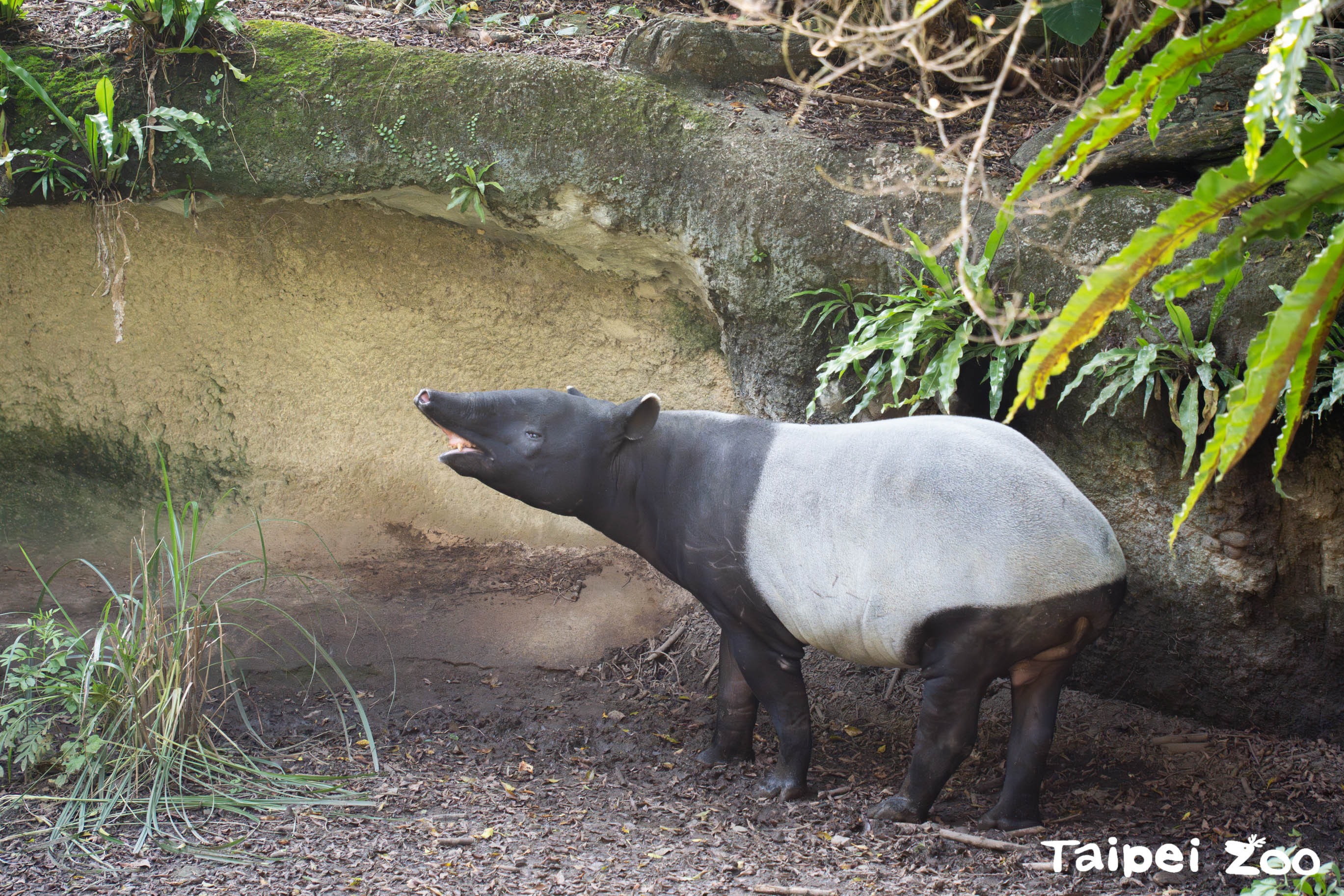希望這次台日交流能早日誕下馬來貘寶寶，為馬來貘保育盡一份力。圖/取自台北市立動物園網站
