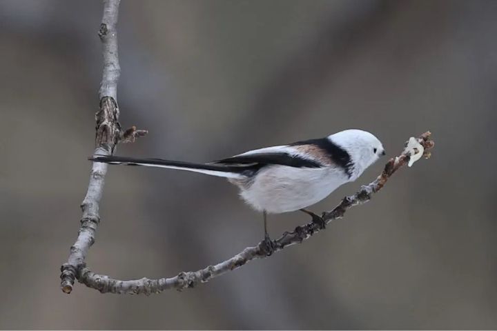 拍攝者以蜂蜜塗抹樹枝引誘北長尾山雀來到鏡頭中。圖/取自《新京報》