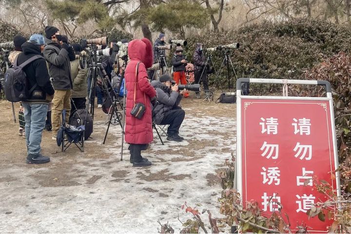 12月16日，玉淵潭公園櫻花區玉樹臨風，一群拍攝者架起「長槍短炮」，距人群不到一公尺處放置著「請勿佔道 請勿誘拍」的醒目提示牌。圖/取自《新京報》