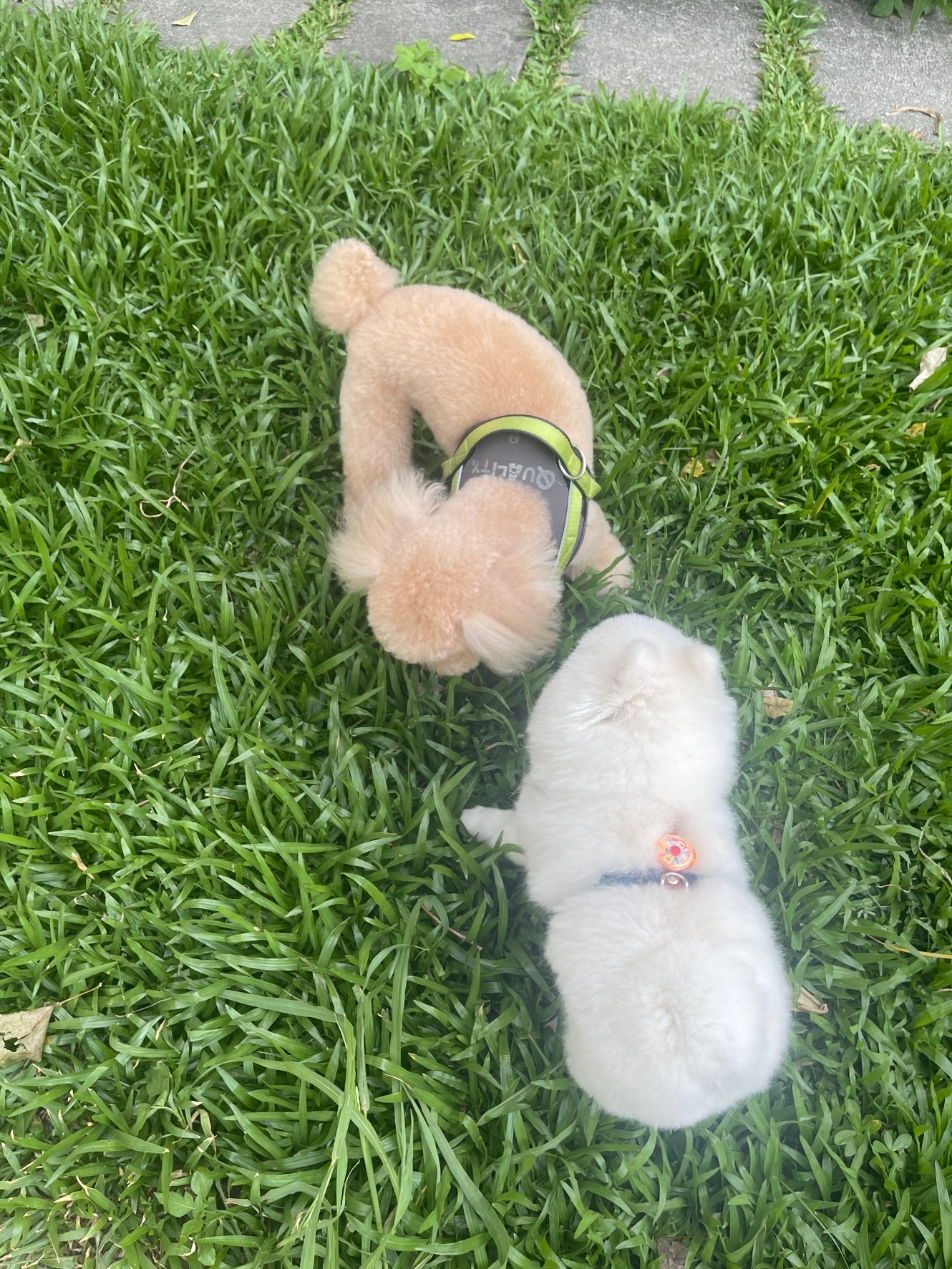 西施犬「奶油」和牠的好朋友說著悄悄話。圖/楊俊斌攝