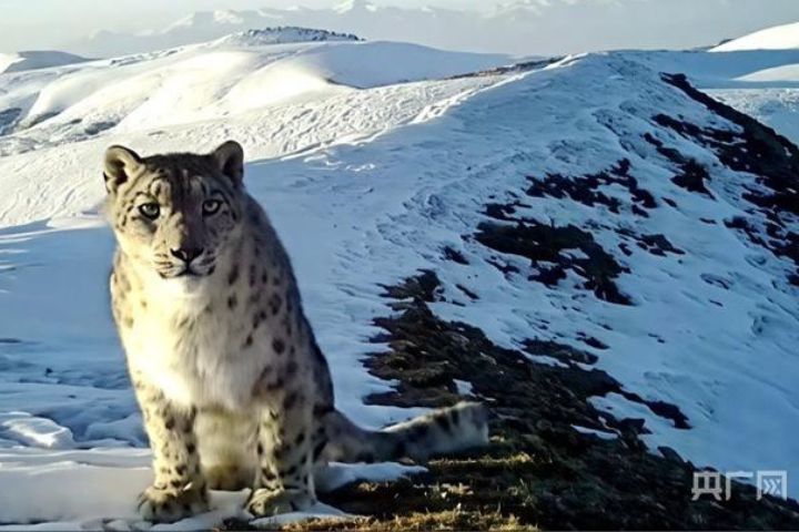 青海大通北川河源區大陸國家級自然保護區的雪豹寶寶。圖/取自央廣網