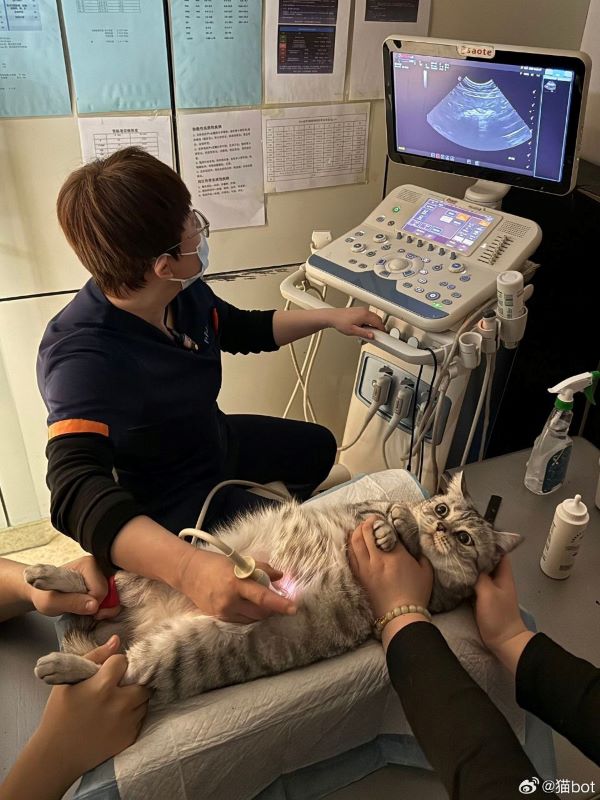 以為貓貓懷孕了，做了詳細的檢才發現，牠就只是單純的肥胖而已。圖/取自貓bot微博