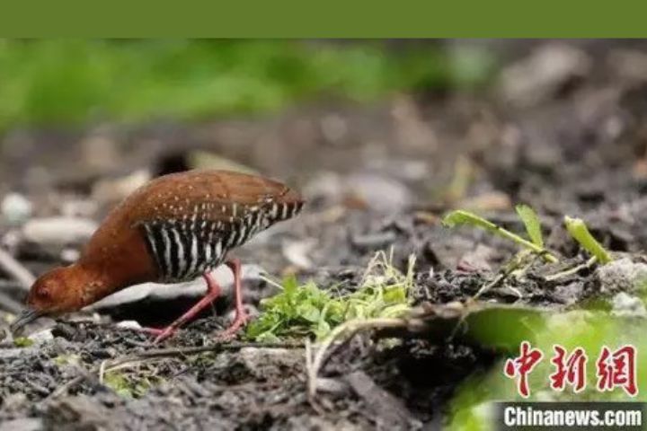 紅腿斑秧雞體長約20公分，以栗褐色羽冠、白色喉部、翅膀斑紋及鮮紅雙腿為典型特徵。圖/取自中新網