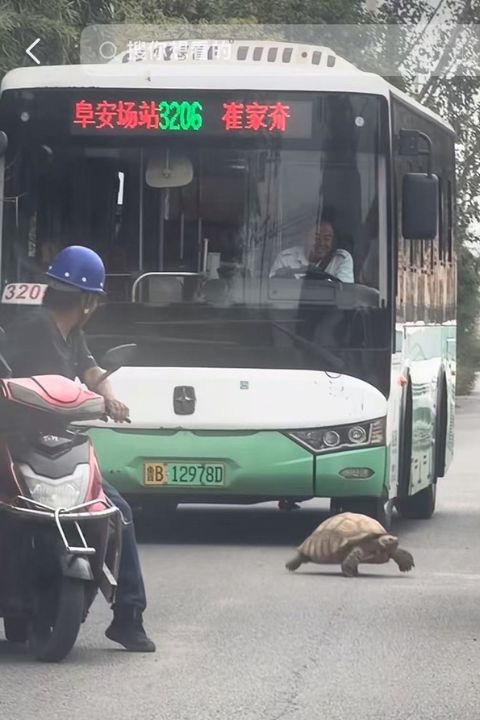 看到「巨龜」慢悠悠過街,雙向車輛也有默契地停下來,耐心等待牠穿越道路,意外形成溫暖又逗趣的一幕。圖/翻攝自青島大軍車行~軍哥影片