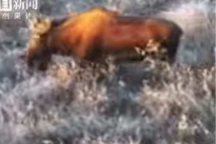 偶遇「猞猁」行駛約10分鐘後，他們又在路邊目睹一頭體型龐大的鹿科動物奔跑而過，外形酷似「麋鹿」。圖/取自極目新聞影片