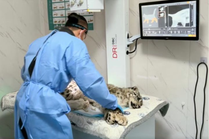 雪豹寶寶「凌小明」右側腹部有貫穿性傷口,尾部亦有外傷,並伴隨感染、低燒、寄生蟲問題及站立困難。圖/取自西寧野生動物園