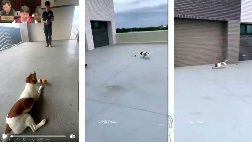 圖為領犬員曾景麟平時與Wilson訓練時畫面。圖/取自花蓮縣議會YT頻道