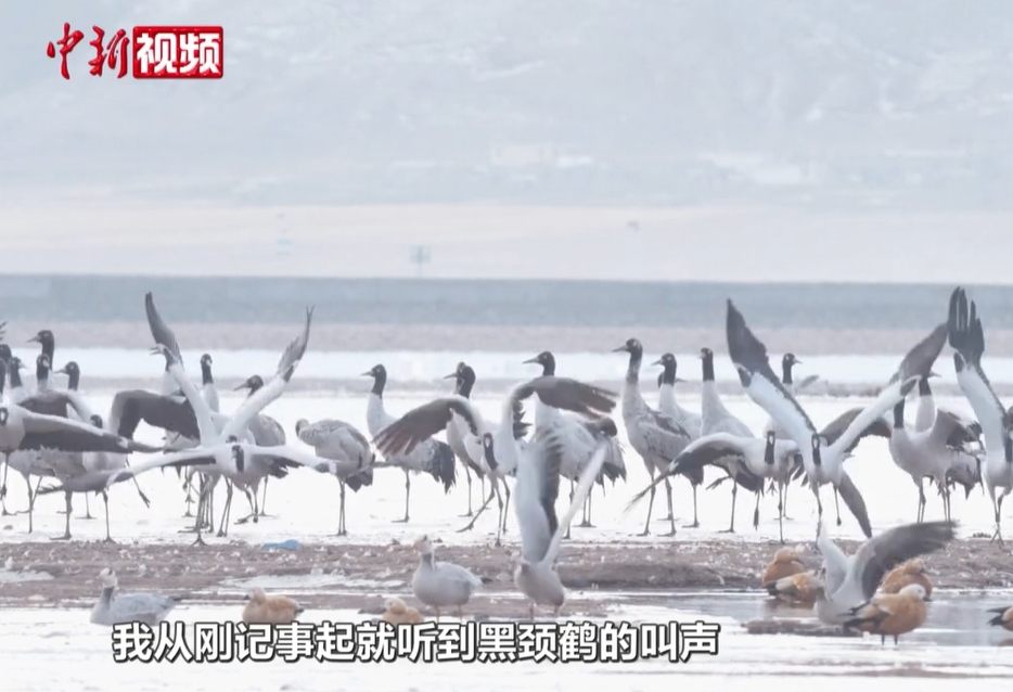 黑頸鶴是世界上唯一在高原繁殖生活的鶴類。圖/取自中新視頻