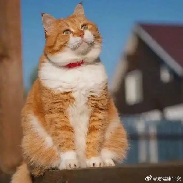 許多飼主認為橘貓是最友善、最愛與人互動的貓咪。圖/取自財健康平安微博