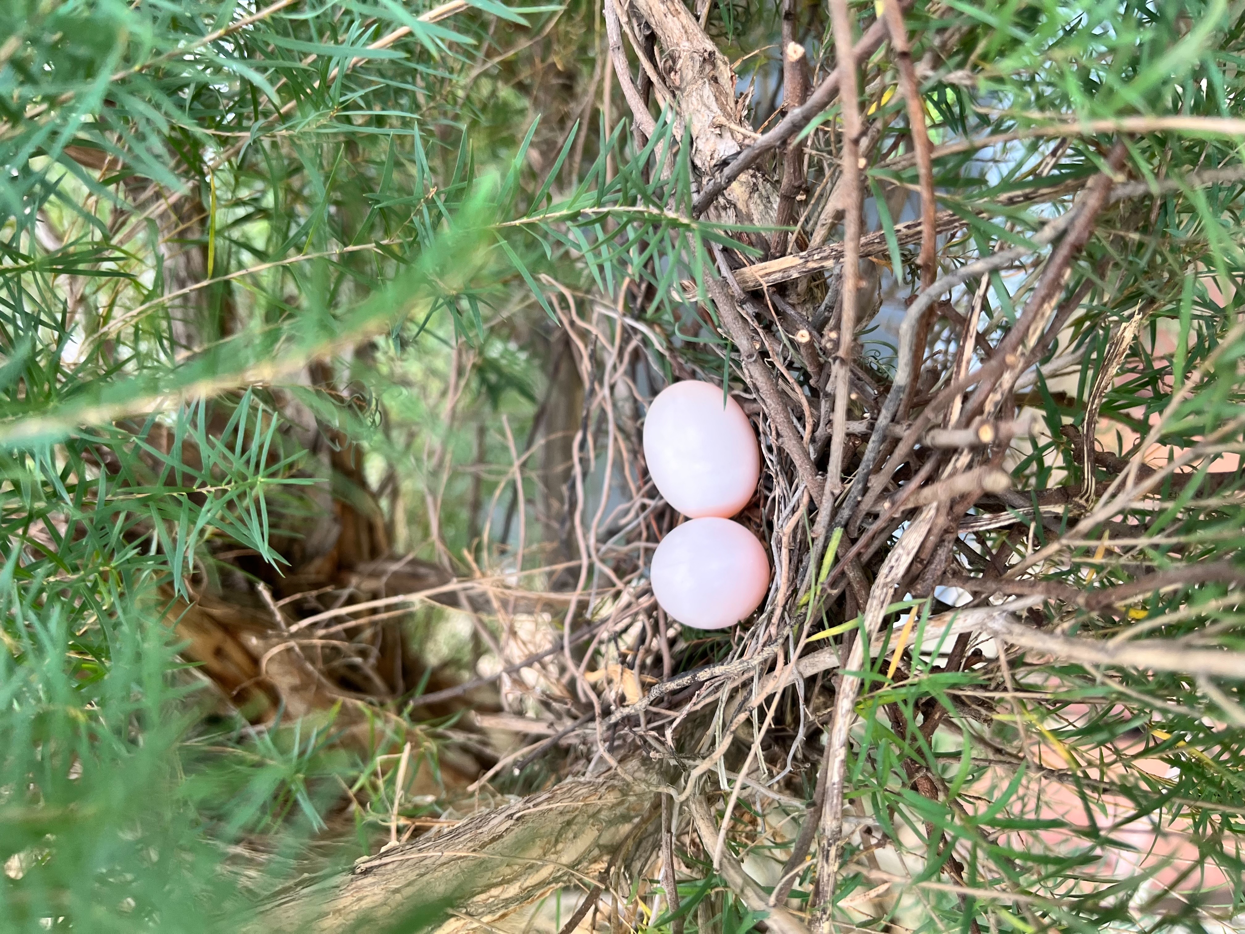 野鴿子選擇在住宅旁樹上築巢生蛋。圖/讀者提供