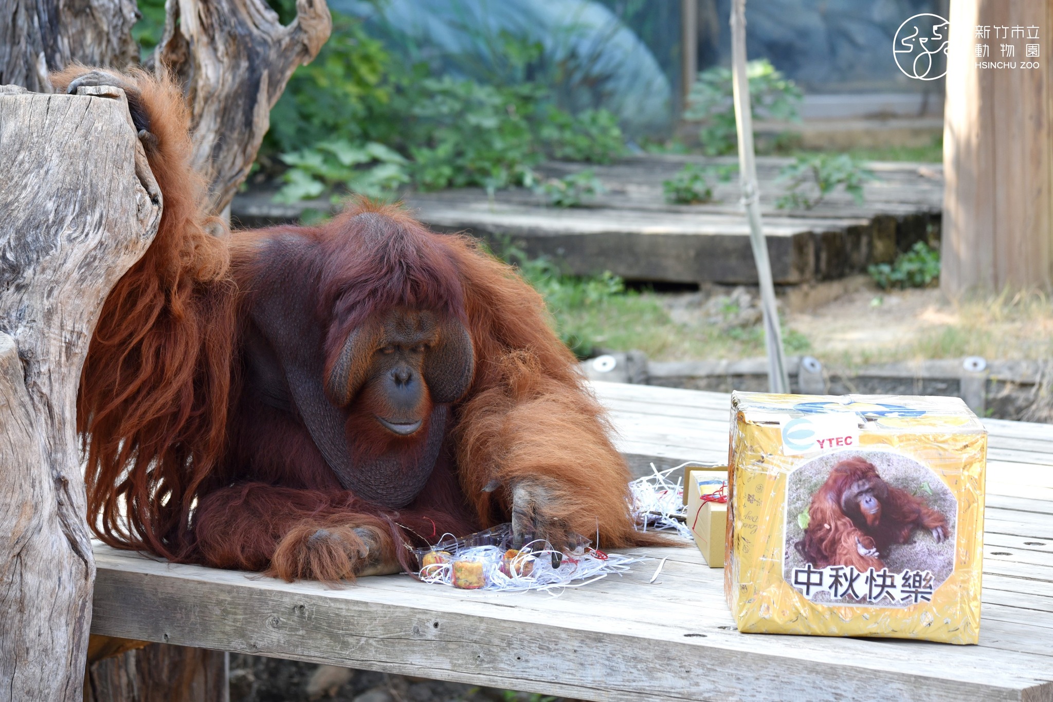 新竹動物園應節為動物們準備動物月餅，紅毛猩猩「雄大」正準備享用。圖/取自新竹動物園 臉書