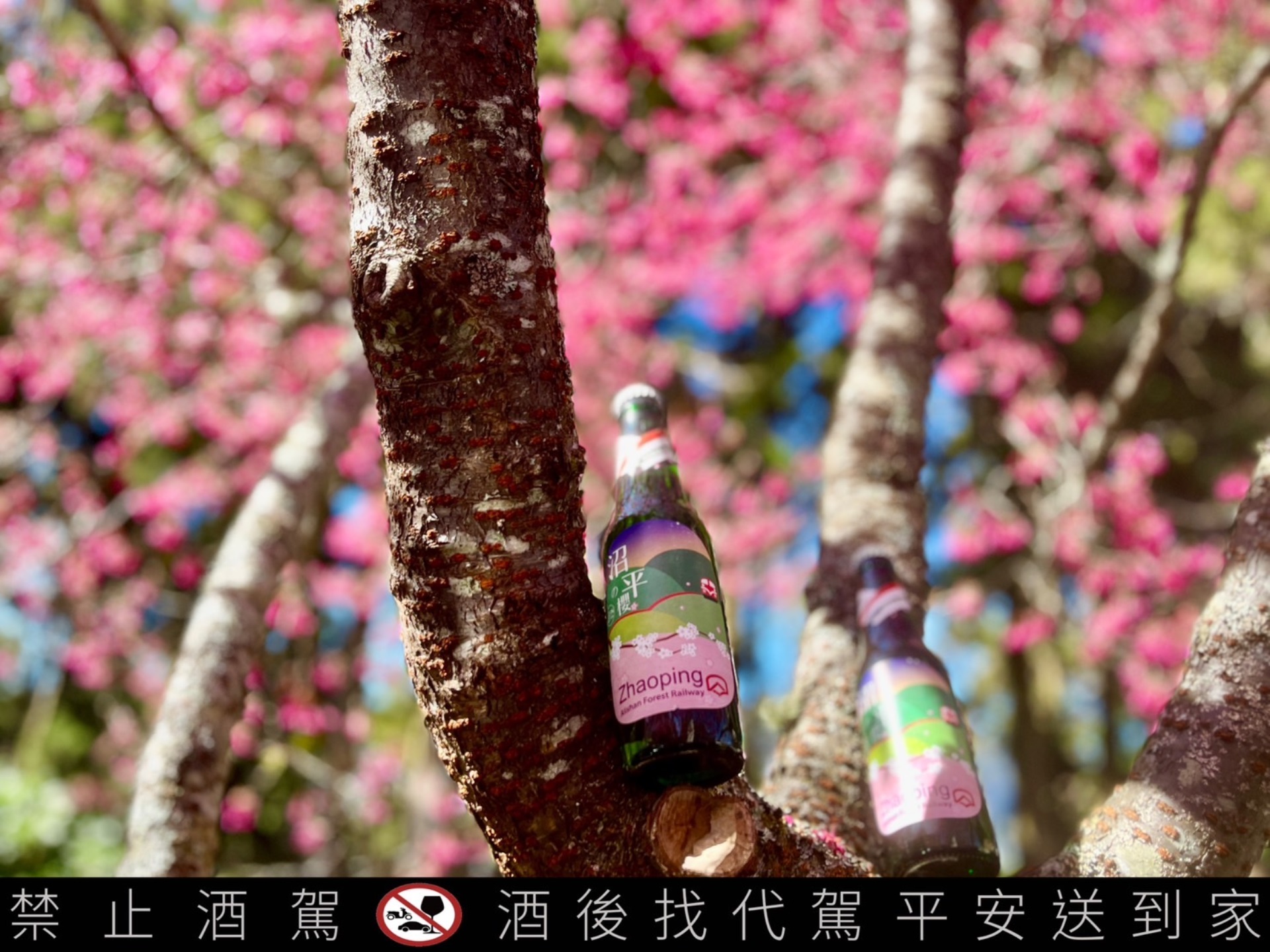 限定沼平櫻啤酒只在阿里山販售。圖/取自林鐵及文資處網站