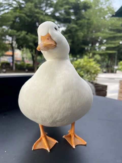 寵物柯爾鴨呆萌的外表，對喜歡的飼主有極大的吸引力。圖/取自微博