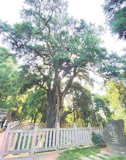 「劍閣柏」已有2300多歲，需數人才能合抱。圖/取自成都日報