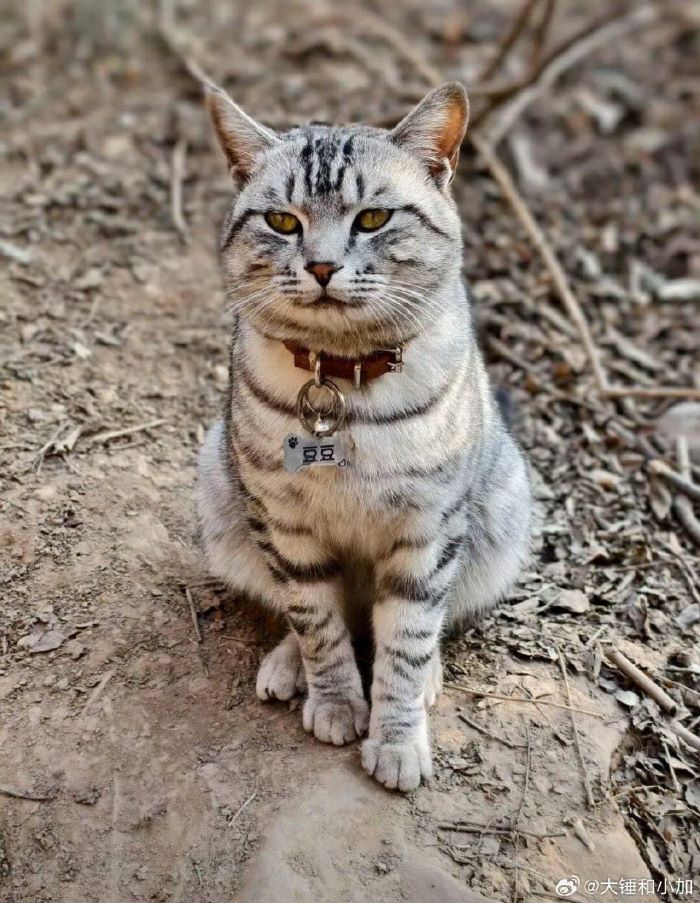 豆豆的主人無奈又心疼，只好替牠掛上小牌子。圖/取自大錘和小加微博