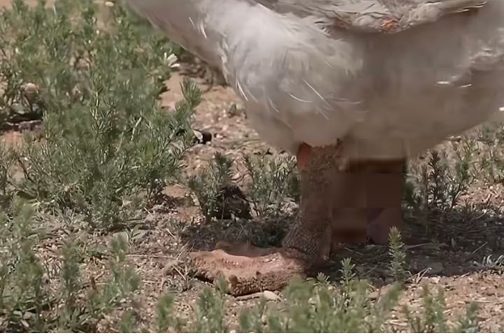 牧羊鵝「果果」日行10多公里，腳掌磨平還長出厚重的老蹼。圖/取自鳳凰網影片