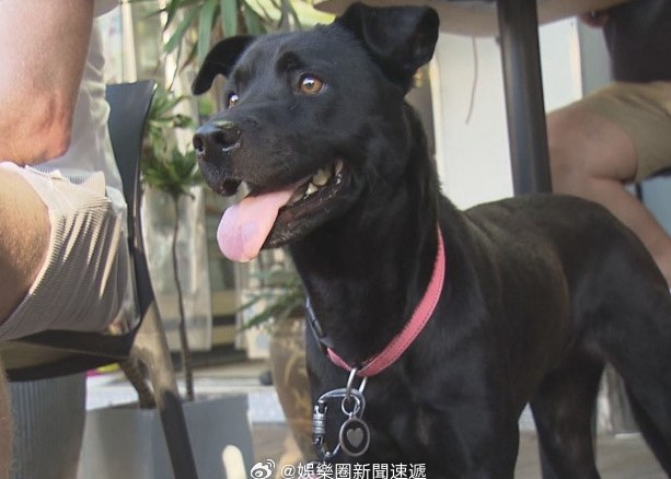 中國大陸寵物市場需求仍然存在，只是消費型態正在改變。圖/取自娛樂圈新聞速遞微博