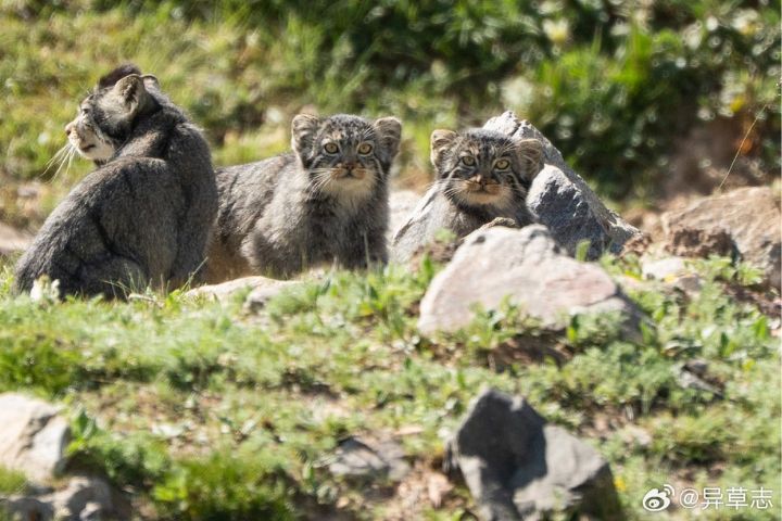 兔猻是小型貓科動物，體長大約50公分，毛髮又濃又長，就像一顆毛球。圖/取自異草志微博