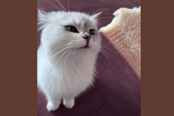 貓咪年均飼養成本與包含糧食、玩具、醫療、保健等支出不低。突發疾病或急診更可能讓飼主財務吃緊。圖/取自微博