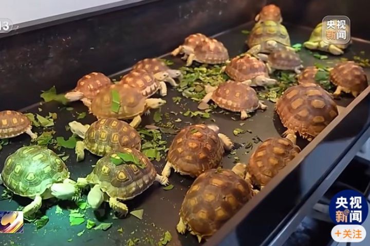 陸龜由於觀賞性高,花紋獨特,市場價格高昂,仍有不少買家願意購買。圖/取自央視