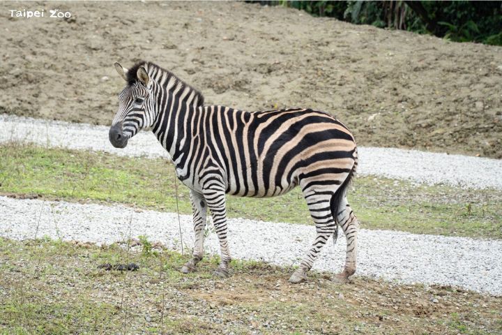 查普曼斑馬臀部的白色條紋有咖啡色暈染般的特徵。圖/台北市立動物園提供