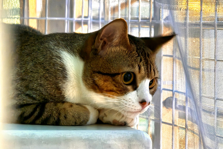 台灣毛小孩登記飼養量已超過每年新生兒。圖/記者黃楚甯攝