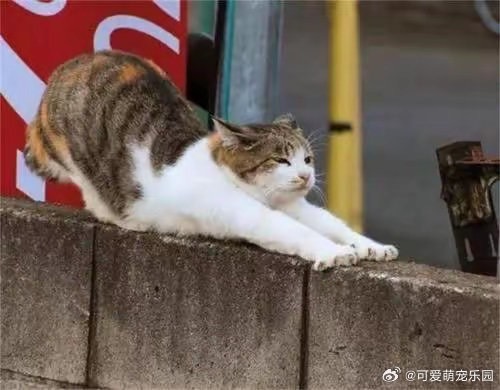 學貓經常伸懶腰，反而是一個伸展腰部、筋骨、放鬆脊椎的好動作。圖/取自可愛萌寵樂園微博