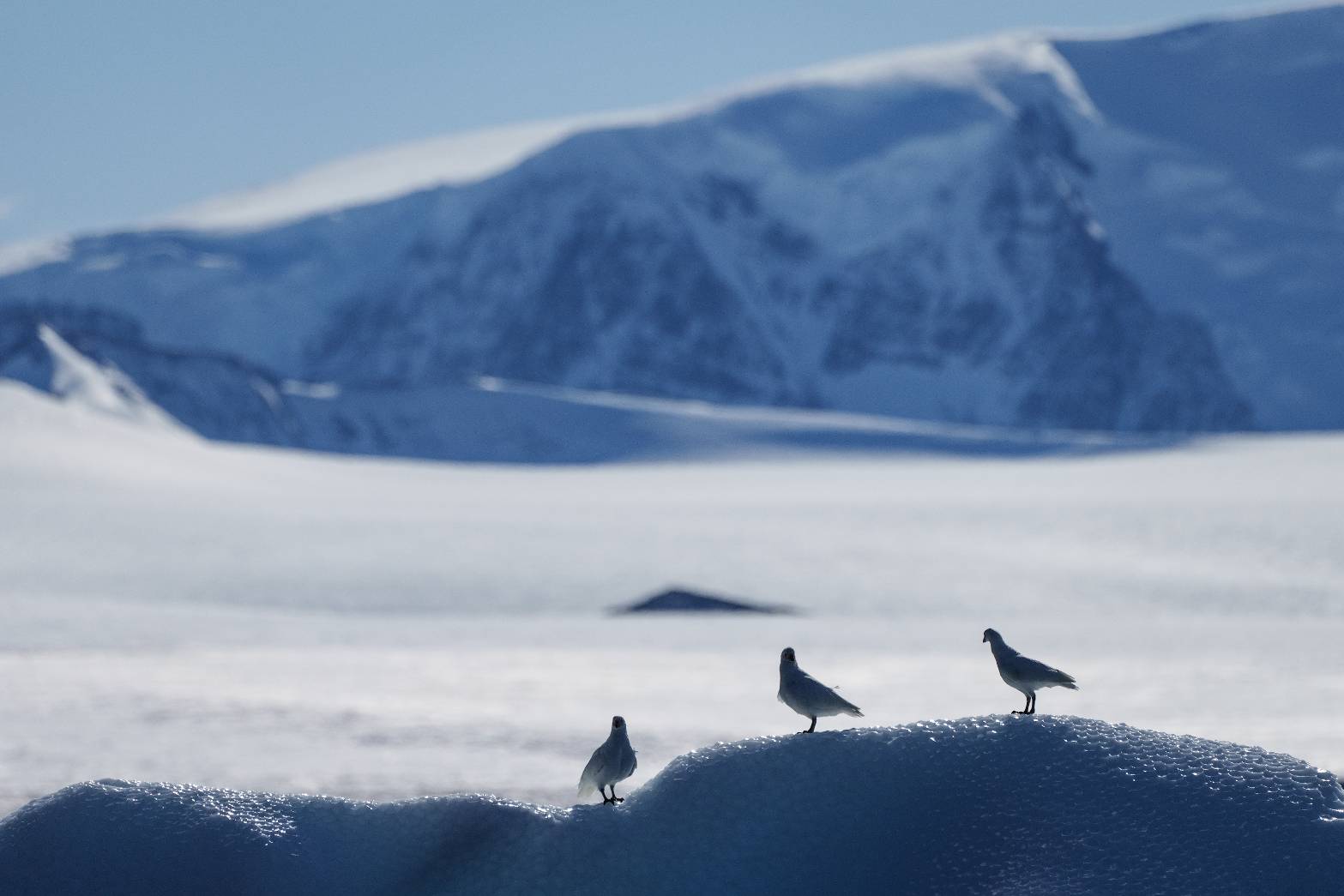神祕的南極可賞鳥、賞鯨。圖/寶樂旅行社提供