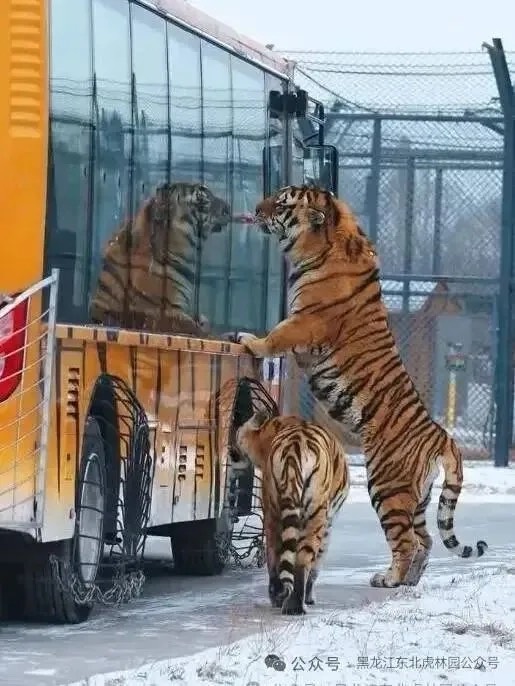   東北虎林園「輕斷食」不影響遊玩動線，驚險車仍會帶遊客前往可投餵園區。圖/取自東北虎林園公眾號
