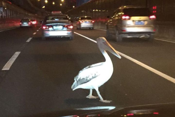 鵜鶘出現在車流繁忙路段,引發司機減速避讓、熱心市民開啓雙閃提醒車輛。圖/取自廣州這些事微博