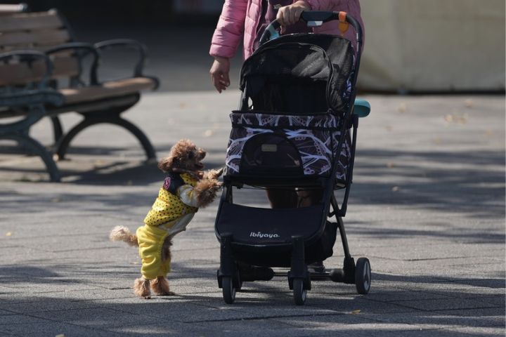 台灣人口持續負成長，不少民眾選擇養寵物勝過養小孩。圖/中央社