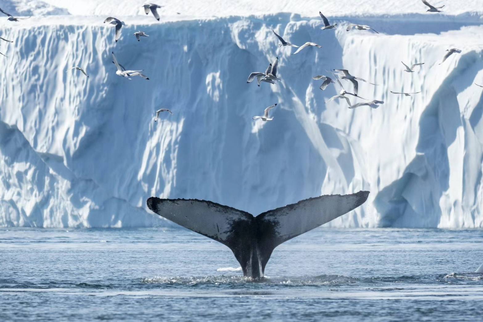 國際社會決定將南極洲劃定為禁飛區，保護其獨特的環境和生態系統。圖/寶樂旅行社提供