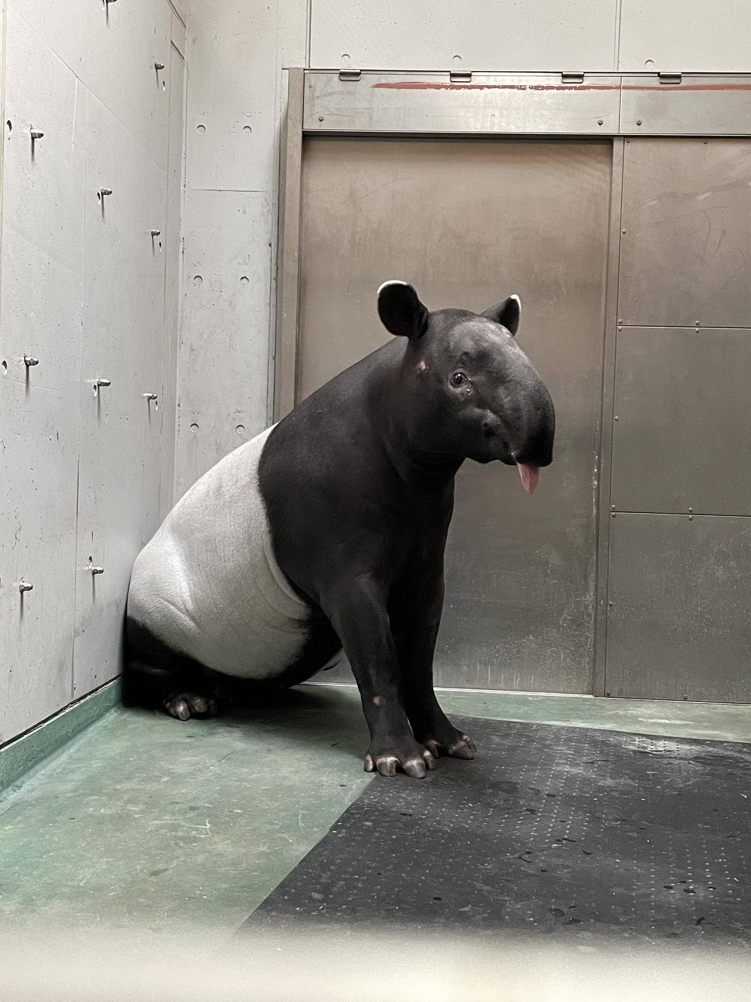橫濱動物園管理員心痛寫下與「Hideo英雄」相處的點滴。圖為搬家前2天的「Hideo英雄」。圖/取自橫濱動物園網站