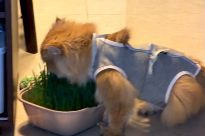 對大部分貓咪與部分社交需求低的犬隻而言，「留在熟悉的家」通常是壓力最小的方法。圖/取自讓三羊飛微博