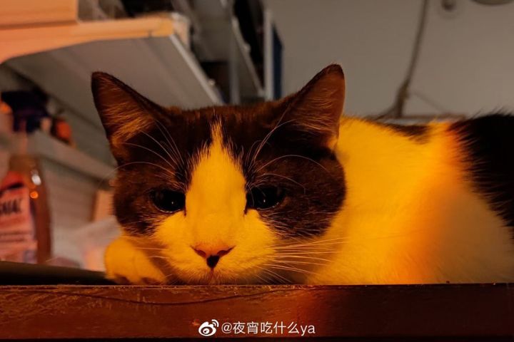 貓咪臉部等部位具有氣味腺體，透過磨蹭留下自身氣味，可以讓熟悉的物品帶有牠自己的氣味。圖/取自夜宵吃什麼ya微博