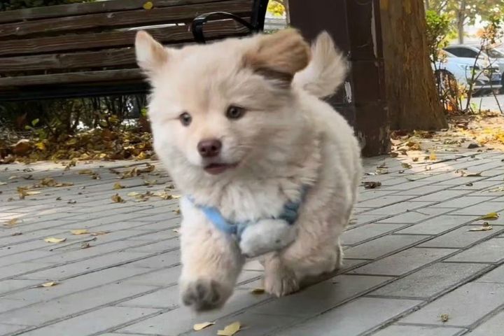 家中小狗經常在走向主人時伸懶腰、撅屁股，是明確的情感交流。圖/取自無情婊婊芒微博