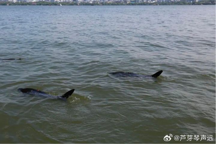 機器魚長約60公分，外層採用仿真硅膠魚皮，尾鰭柔軟擺動時幾乎不產生水流擾動。圖/取自蘆芽琴聲遠微博