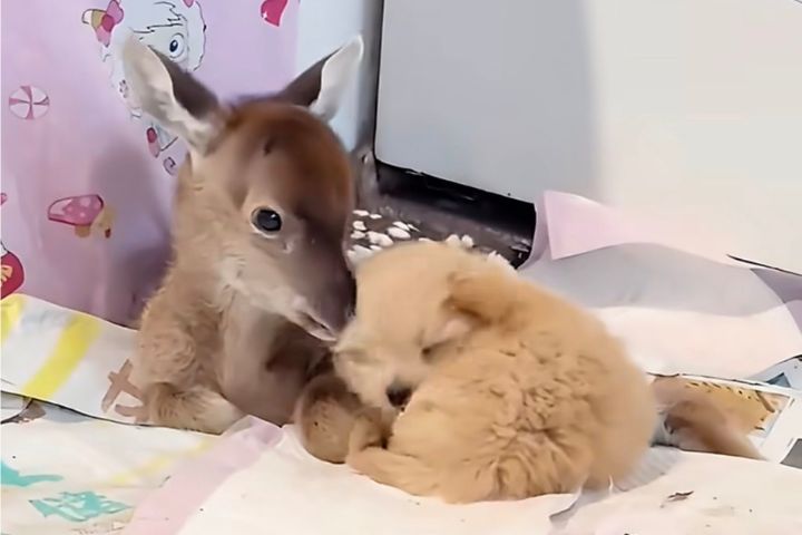 小狗經常主動靠近小鹿，陪伴牠一起休息睡覺，還會細心舔拭毛髮。圖/取自快看影片