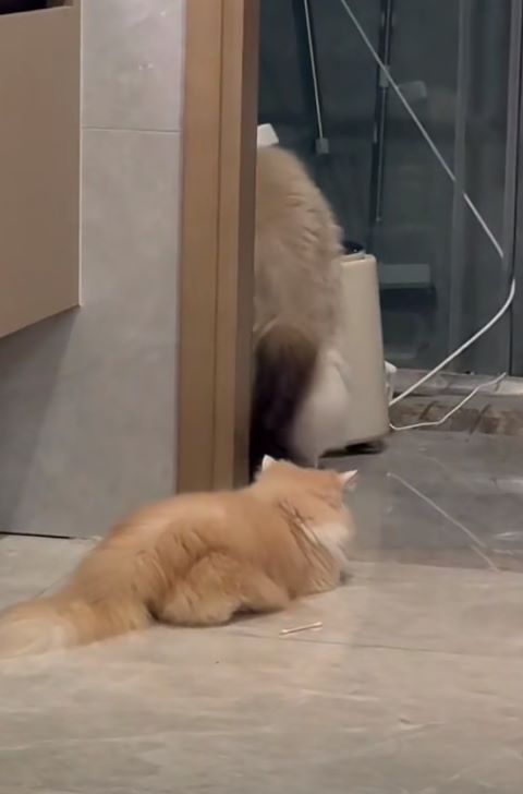 圍觀主人上廁所、洗澡:不是變態,是擔心你出事。圖/取自PeRo_doudou微博